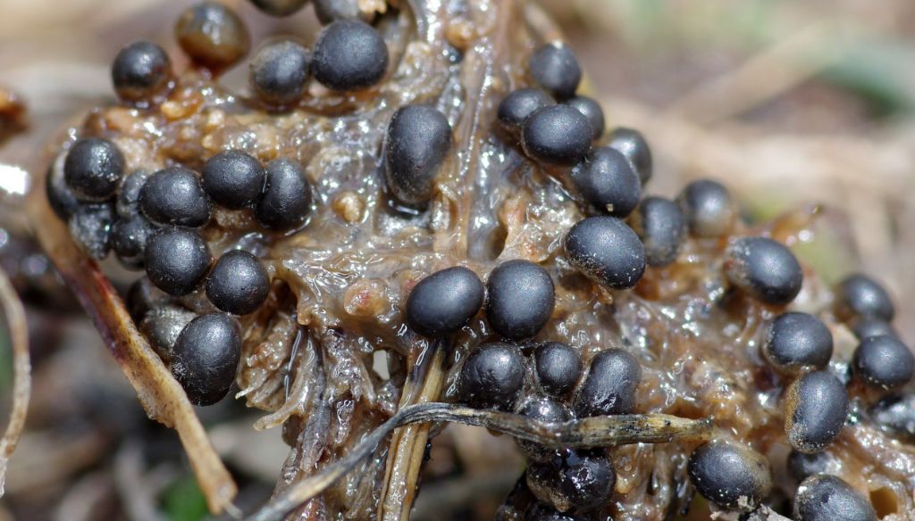 Sconosciuto myxo nivicolous da Olympos